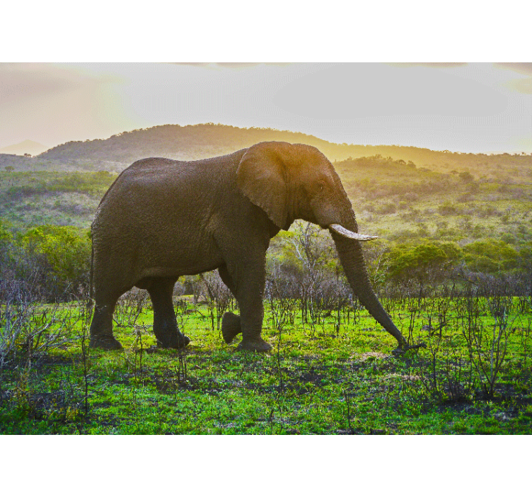 Tapisserie murale animaux scène d'éléphant majestueux - TenStickers