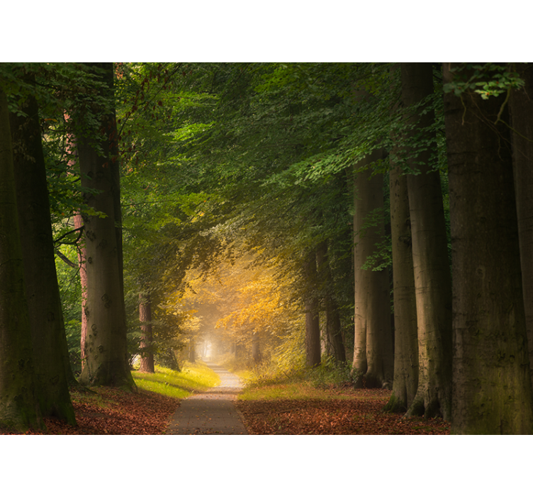 Papier peint mural forets Rue à travers la forêt - TenStickers