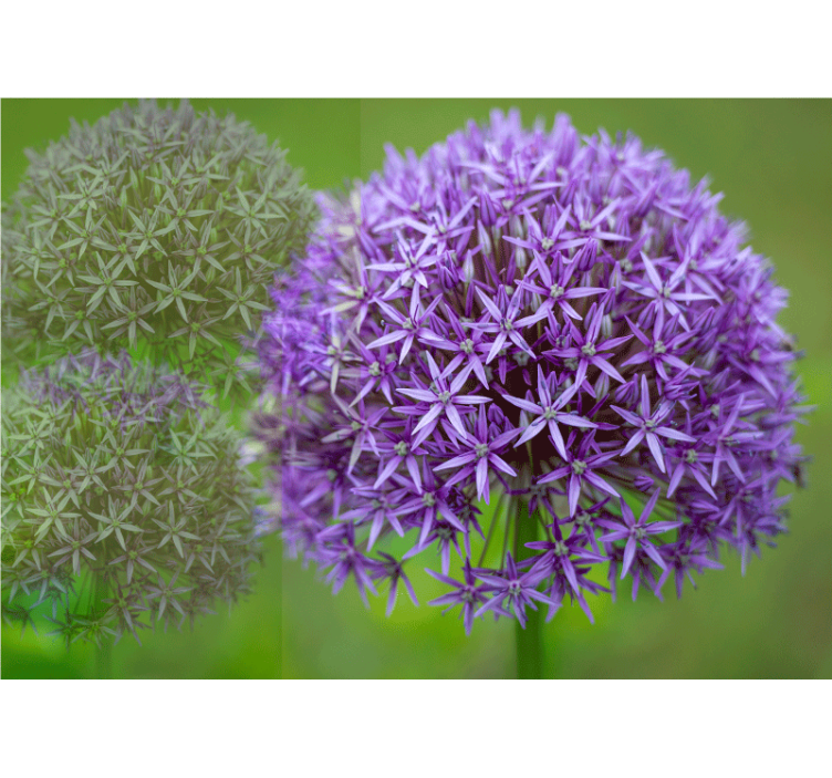 Tapisserie murale coquelicots arrangement floral violet - TenStickers