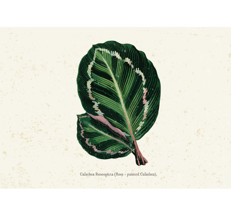 Tapisserie fleur affichage de feuilles de calathea - TenStickers