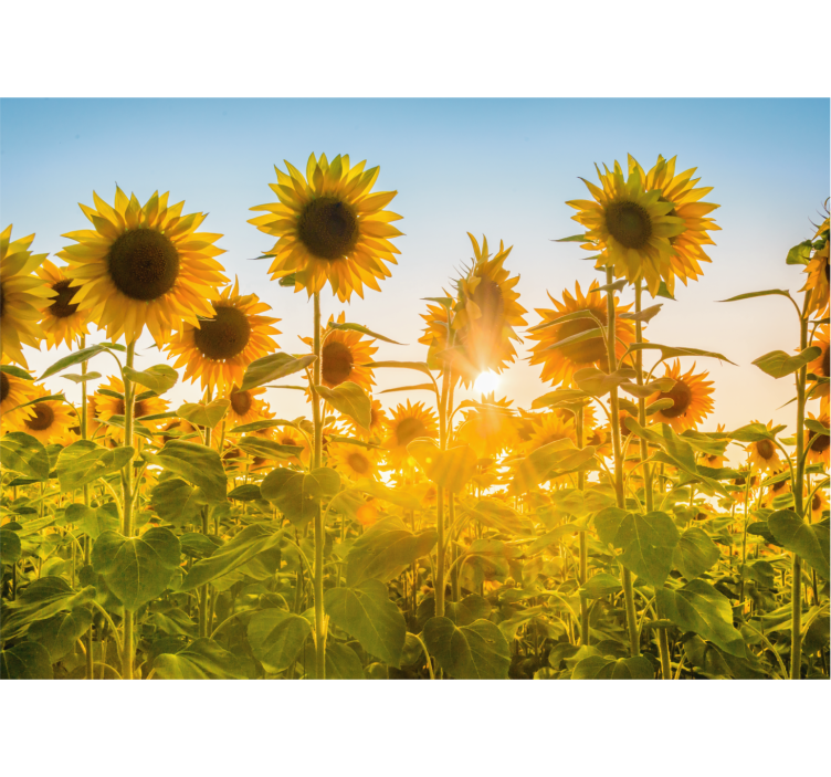 Tapisserie fleur lueur du champ de tournesols - TenStickers