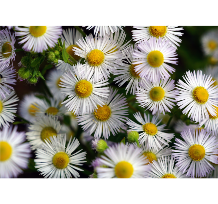Tapisserie fleur marguerites blanches charmantes - TenStickers