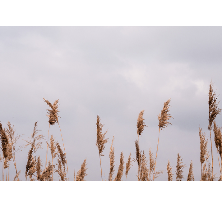 Papier peint nature Vue brumeuse de l'herbe de la pampa - TenStickers