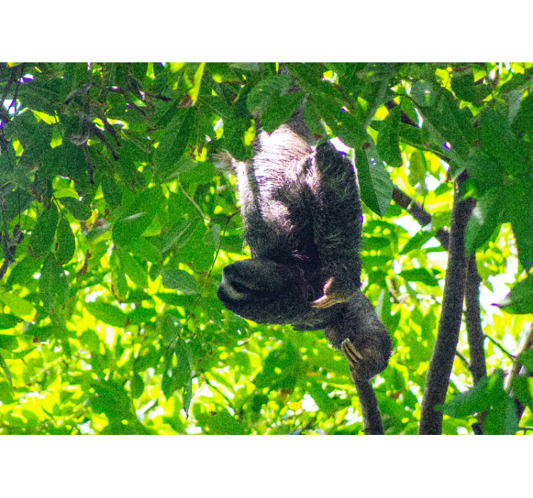 Tapisserie murale animaux paresseux suspendus verts - TenStickers