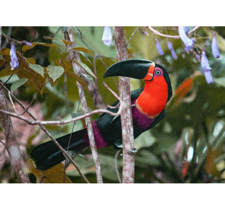 Tapisserie murale animaux affichage de toucan coloré - TenStickers