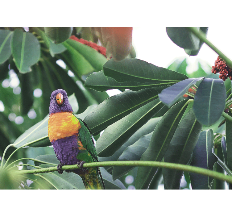 Papier peint mural Afrique Adorables oiseaux colorés - TenStickers