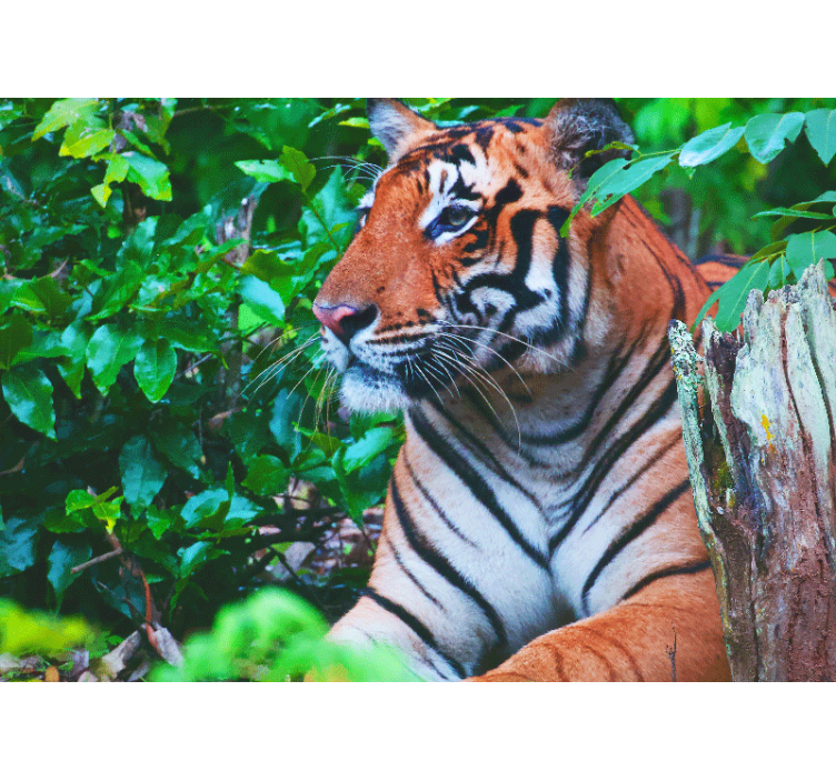 Tapisserie jungle tigre majestueux en regardant - TenStickers