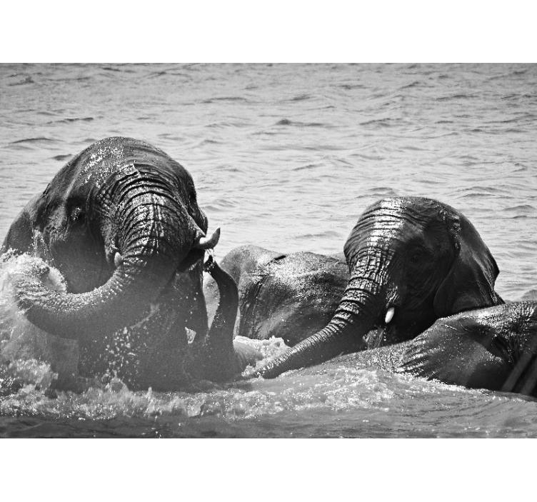 Tapisserie murale animaux éléphants dans le liquide - TenStickers