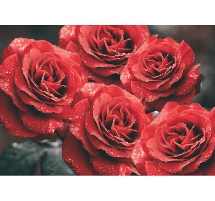 Papier peint mural roses Grandes roses rouges - TenStickers
