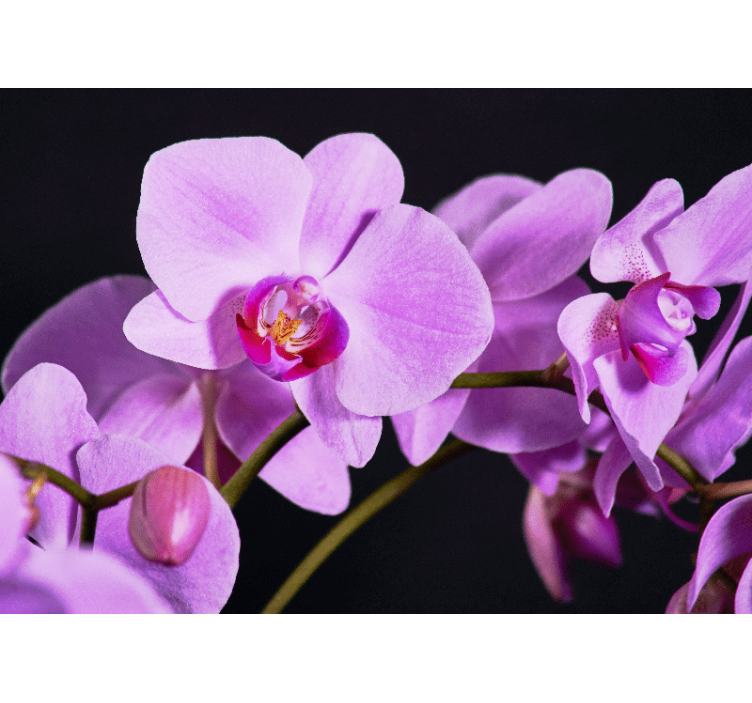 Tapisserie orchidée fleurs d'orchidées élégantes - TenStickers