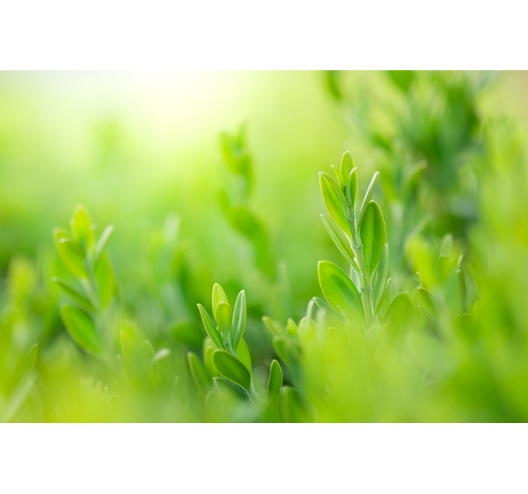 Tapisserie nature feuillage luxuriant en gros plan - TenStickers