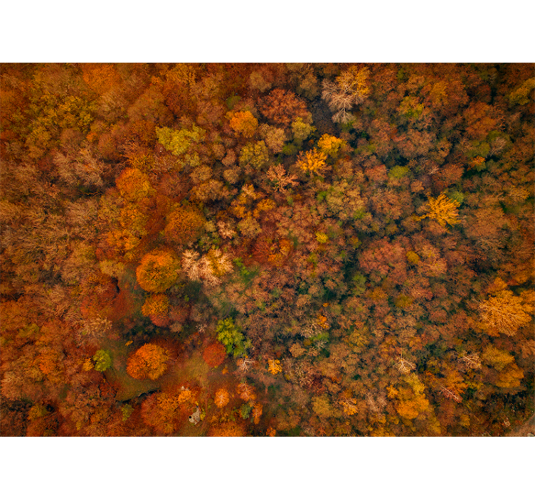 Tapisserie nature vue sur le feuillage d'automne - TenStickers
