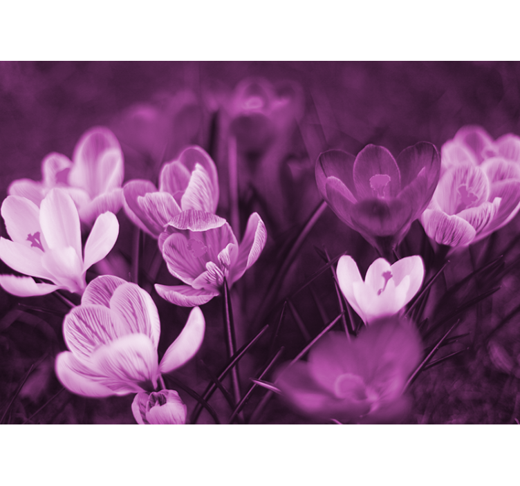 Papier peint mural de fleurs Belle fleur de crocus rose - TenStickers