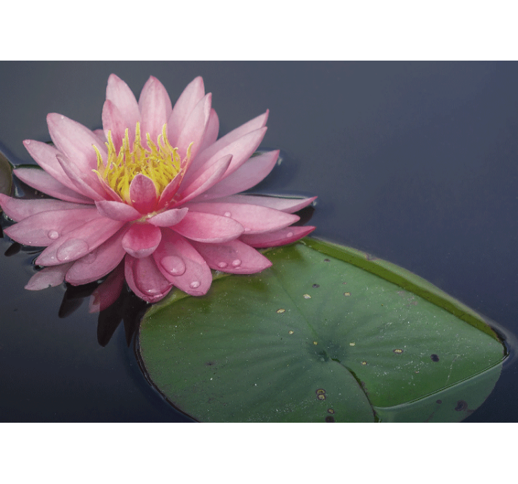 Tapisserie autres fleurs lotus rose serein - TenStickers