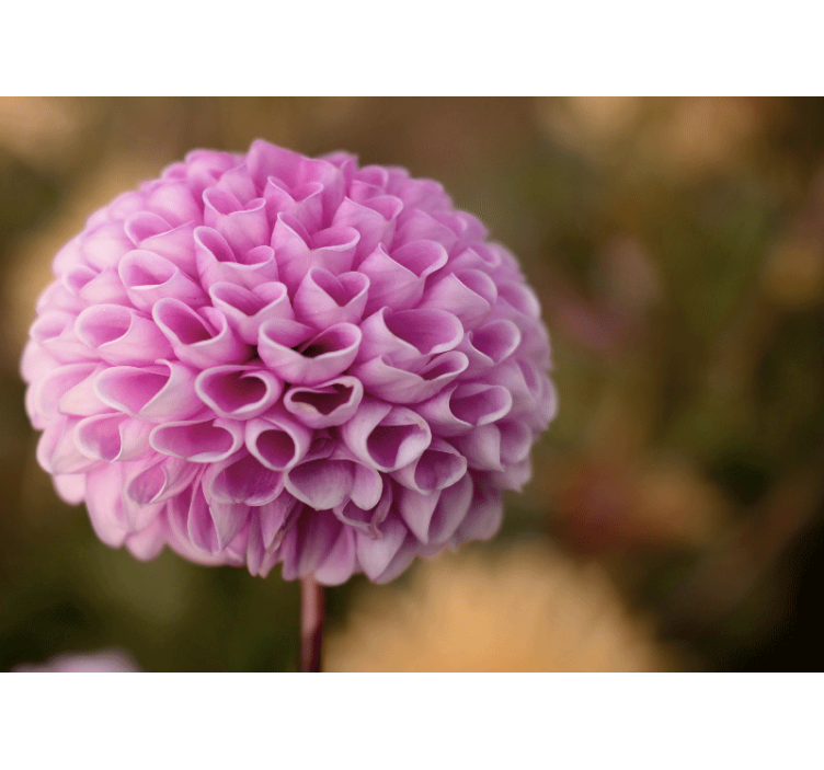 Papier peint mural amour Coeur d'amour élégant fleurs roses - TenStickers