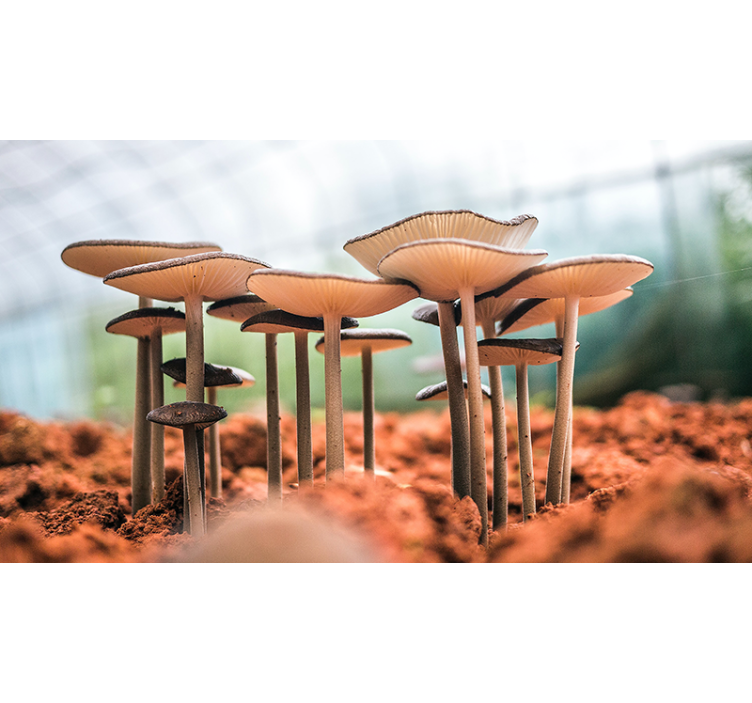 Tapisserie autres scène de grappe de champignons - TenStickers
