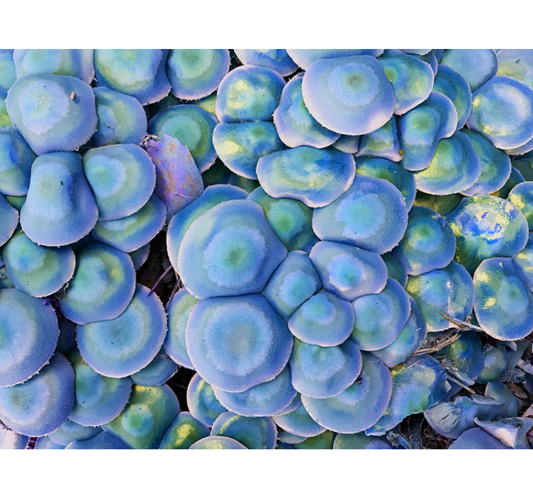 Tapisserie nature succulentes colorées en gros plan - TenStickers
