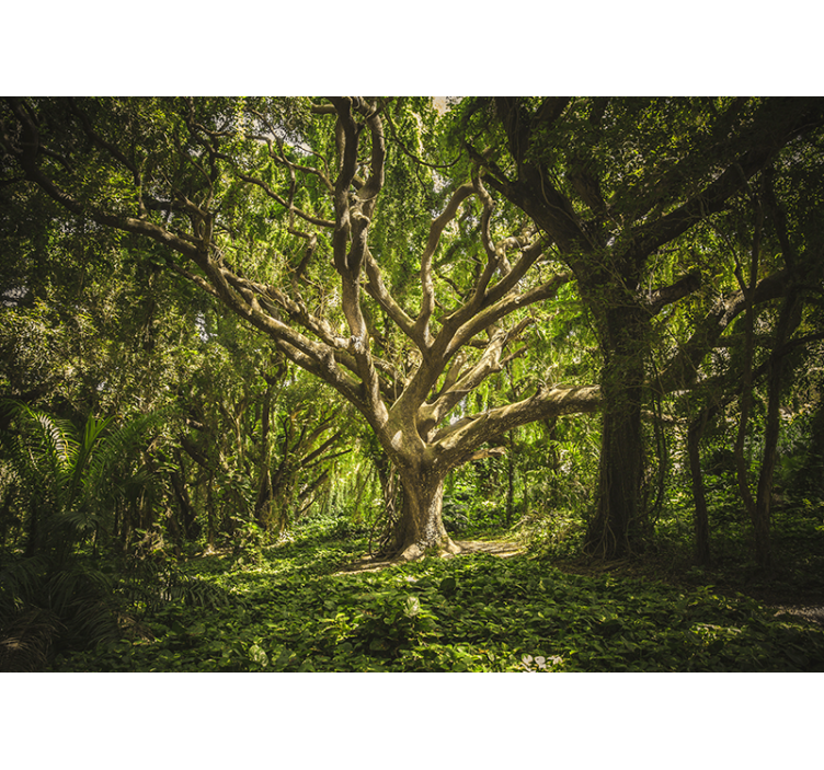 Papier peint nature Endroit enchanté vert dans la forêt - TenStickers