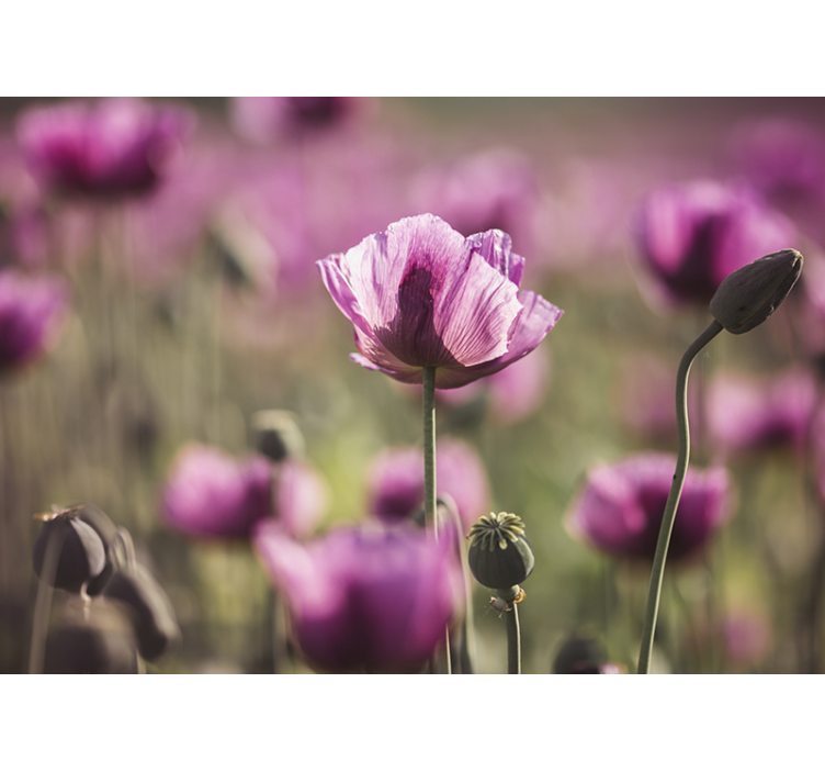 Photo murale coquelicot fleurs lilas - TenStickers