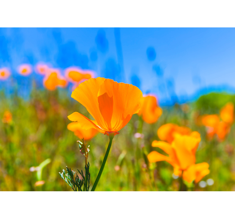 Photo murale fleur Coquelicots orange - TenStickers