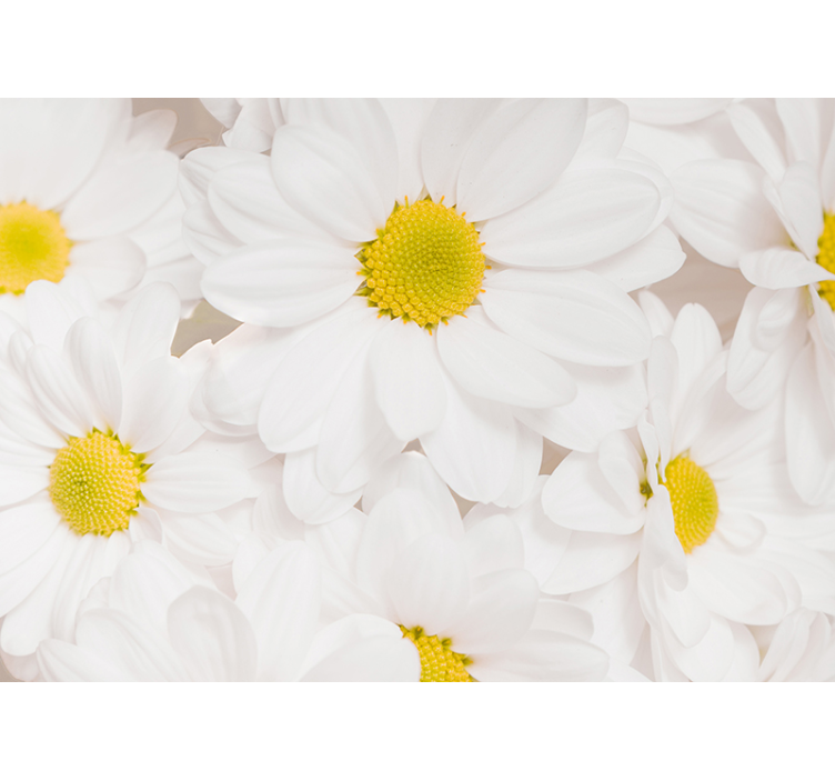 Photo murale fleurs de marguerite blanc pur - TenStickers