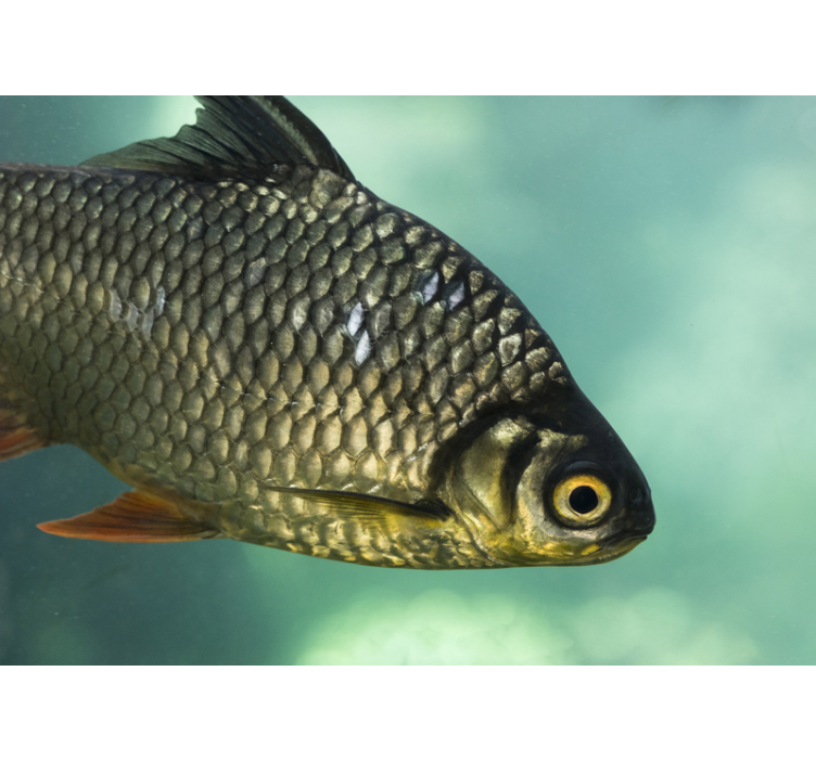 Photo murale animal Gros poisson - TenStickers