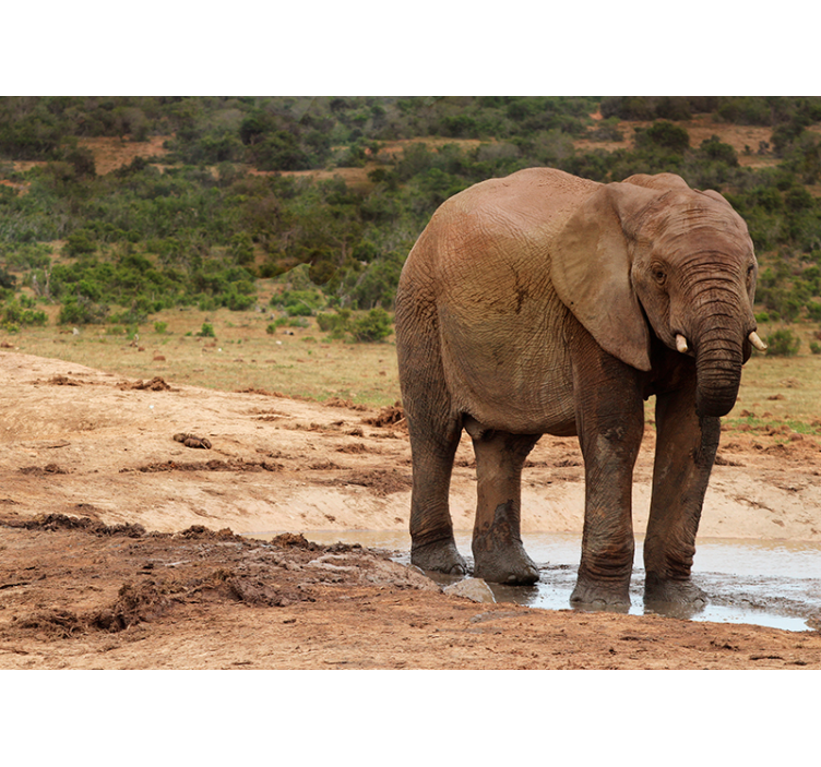Tapisserie murale animaux rencontre avec un éléphant - TenStickers