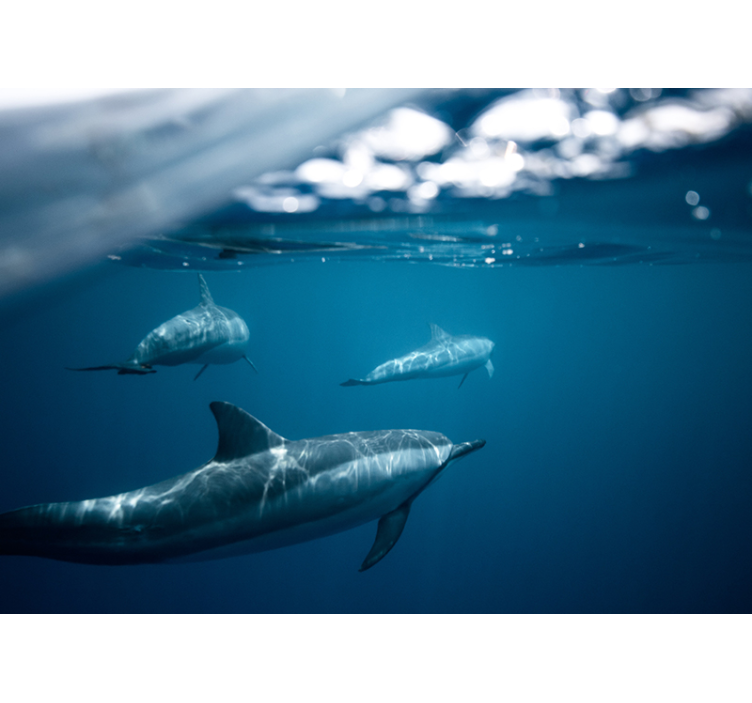 Papier peint 3D Dauphins nageant - TenStickers