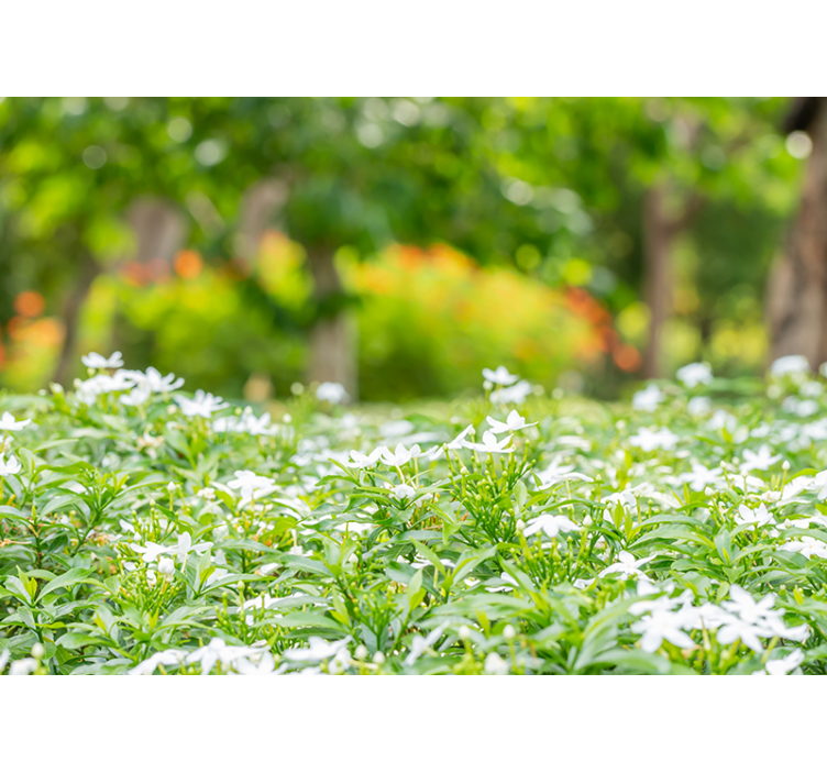 Papier peint 3D Forêt 3d avec des arbres d'amour - TenStickers