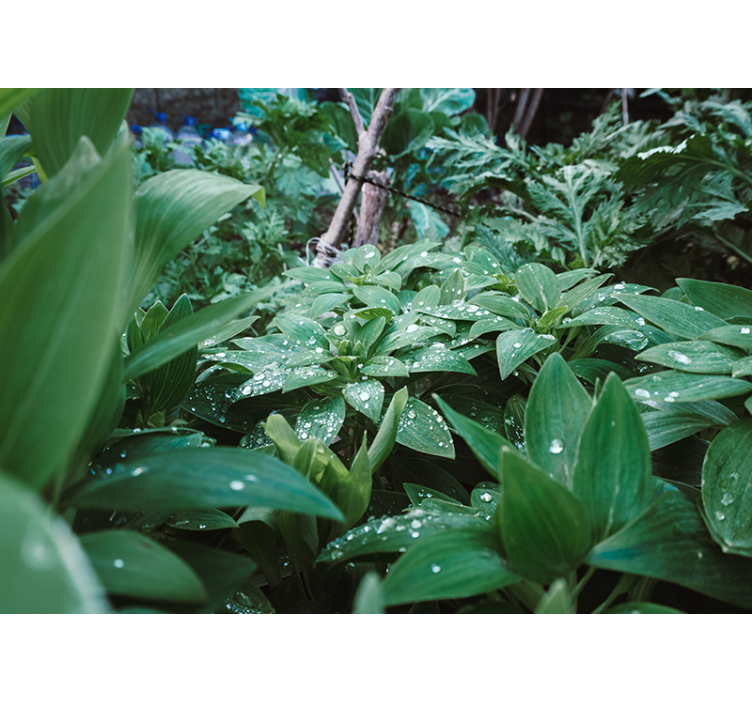Papier peint 3D Feuille verte avec des gouttes d'eau - TenStickers