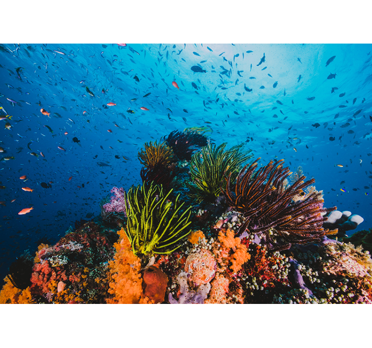 Papier peint mural mer Récif de corail - TenStickers