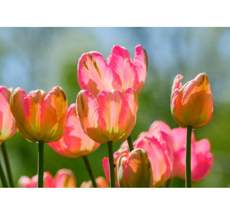 Tapisserie murale coquelicots grandes tulipes roses - TenStickers