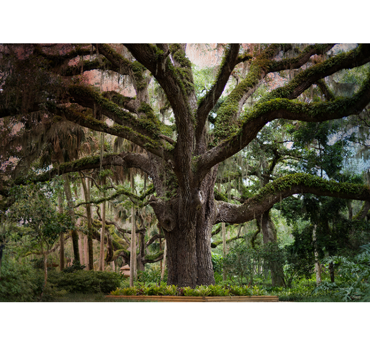 Papier peint salon Grand bel arbre - TenStickers