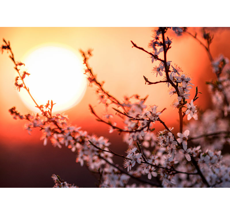 Papier peint mural de fleurs Fleurs d'abricot avec coucher de sol - TenStickers