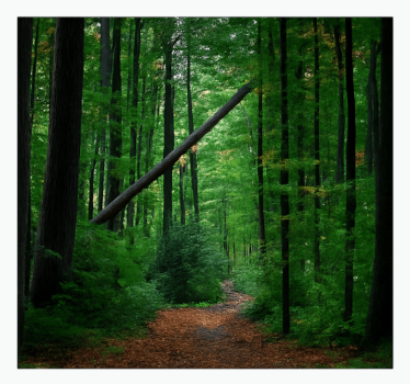 Tapisserie jungle conception de forêt verte - TenStickers