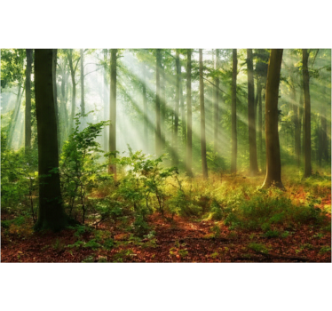 Tapisserie forêt lumière naturelle en forêt - TenStickers
