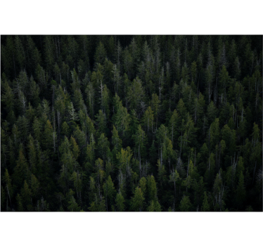 Tapisserie forêt texture bois profond - TenStickers