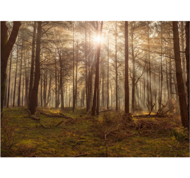 Tapisserie forêt faune dorée dans le salon - TenStickers