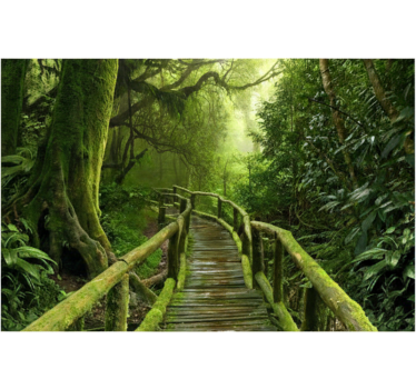 Tapisserie forêt allée mousseux luxuriant - TenStickers