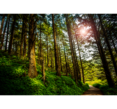 Papier peint forêt ensoleillée - TenStickers