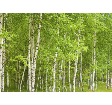 Tapisserie murale forêt de bouleaux - TenStickers