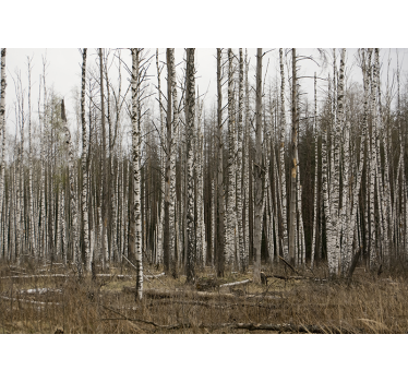 Photo murale Paysage de forêt - TenStickers