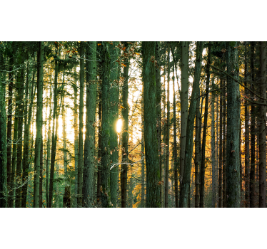Papier peint panoramique forêt polonaise de bouleaux - TenStickers