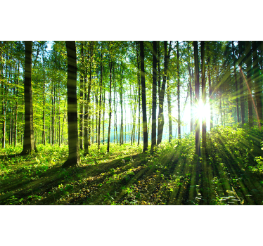 Photo murale nature Paysage forestier lumière - TenStickers