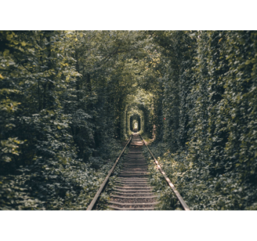Photo murale nature Voie dans une arche d'arbre - TenStickers