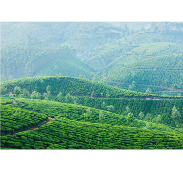 Tapisserie murale paysage collines de thé - TenStickers