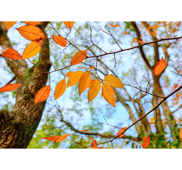 Photo murale arbres Feuilles d'automne - TenStickers