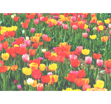 Photo murale de fleurs Différentes couleurs de champ de fleurs - TenStickers