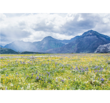 Tapisserie murale paysage champ de fleurs des montagnes - TenStickers