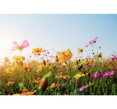 Tapisserie fleur floraison colorée - TenStickers